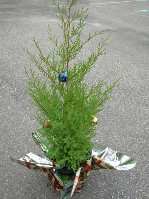 cristmas southen red cedar juniperus silicicola